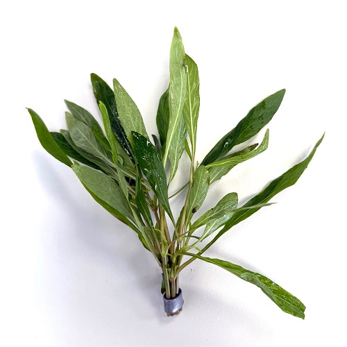 Hygrophila salicifolia - Willow leafed Hygrophila